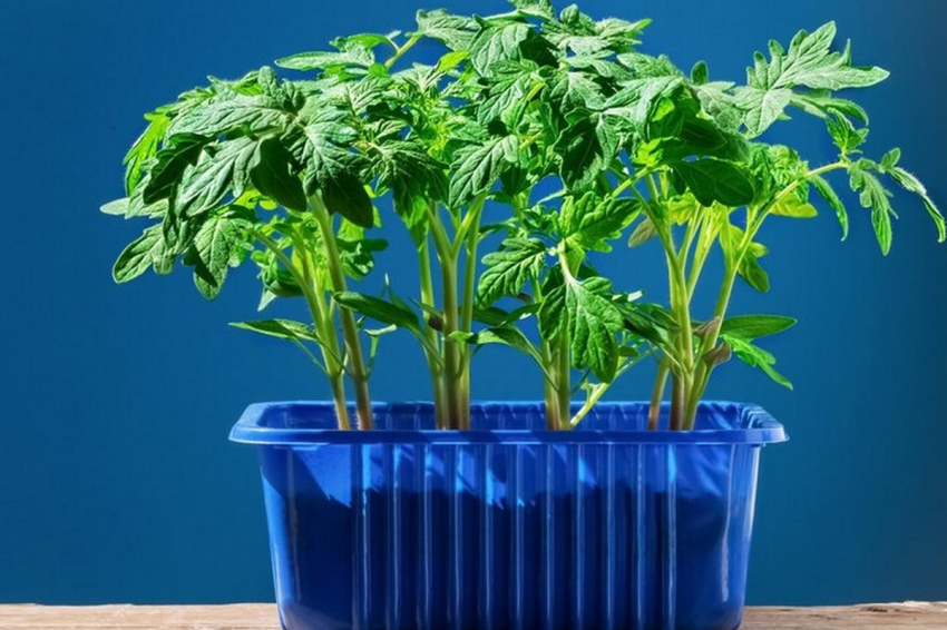 Самые благоприятные дни марта в 2024 году для рассады перцев, кабачков, капусты, баклажан