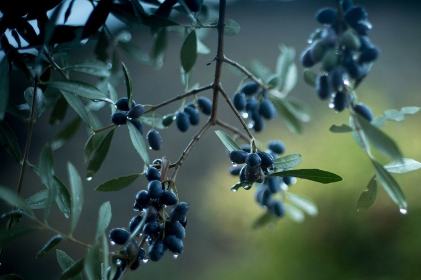 Ученые доказали эффективность оливковых листьев против сахарного диабета2