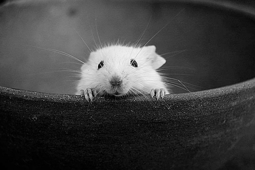 Сенсорный белок объясняет, как мыши – и, возможно, люди – узнают, что холодно