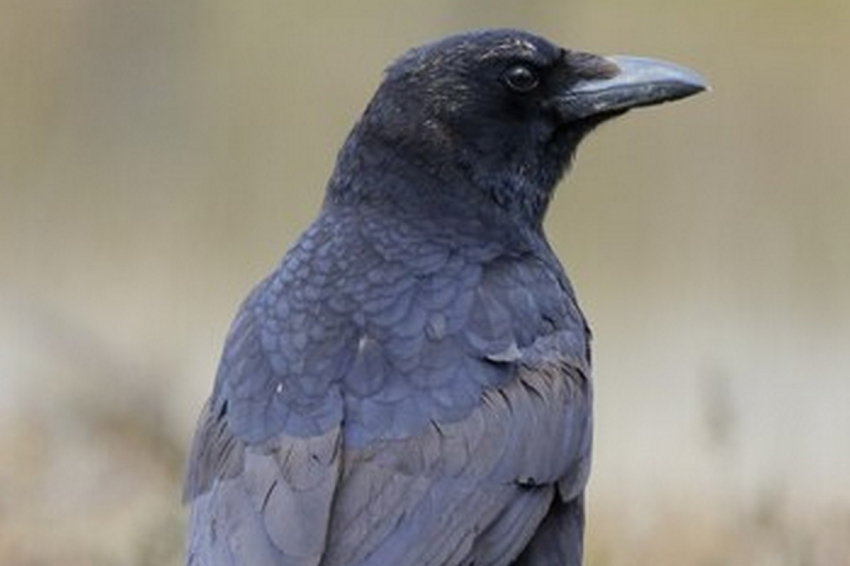 Какой сегодня церковный праздник? Что можно делать 16 марта 2024 и что нельзя, народные приметы