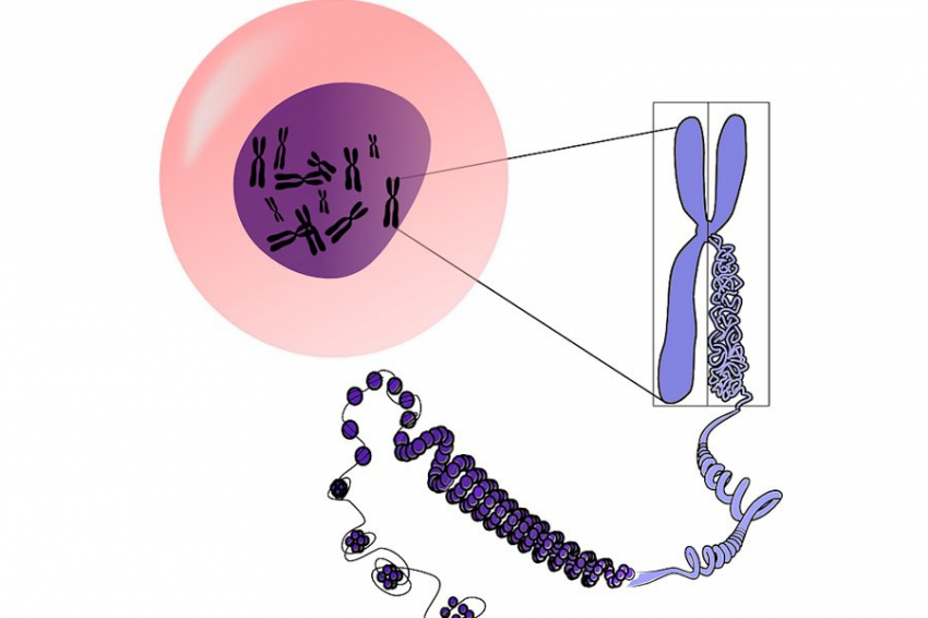 Ученые опровергли угрозу исчезновения Y-хромосомы и мужчин