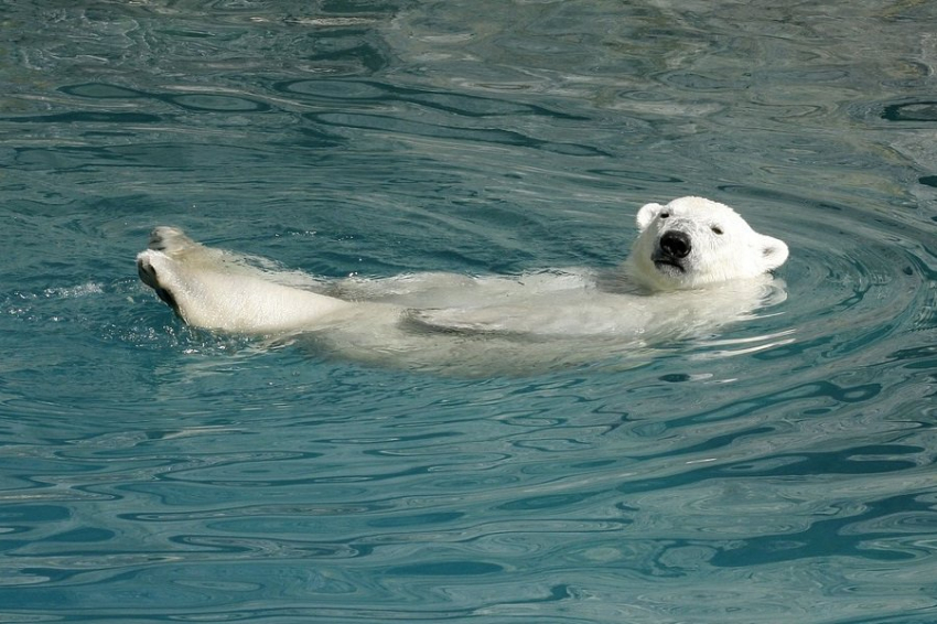 UCB: переход к безлёдной Арктике наступит на 10 лет раньше