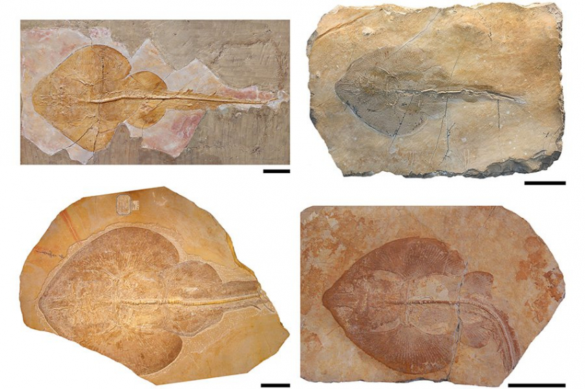150 миллионов лет назад скаты были более разнообразными, чем считалось