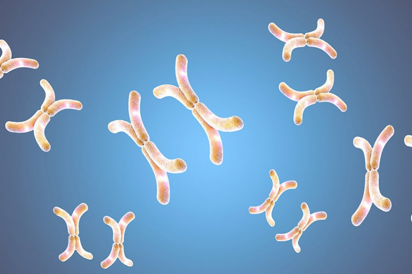 Science: разработана новая технология создания искусственных хромосом человека