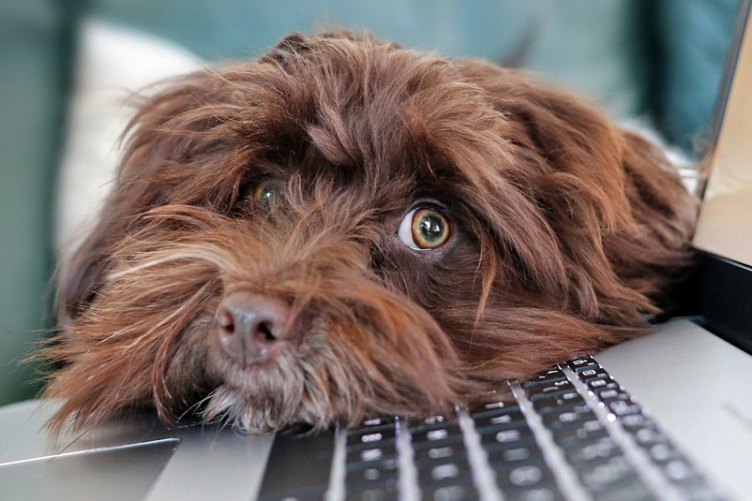 Current Biology: ученые доказали, что собаки понимают язык человека