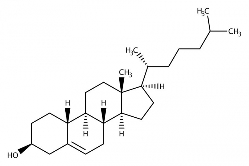 Cell: бактерии Oscillibacter защищают организм от избытка холестерина