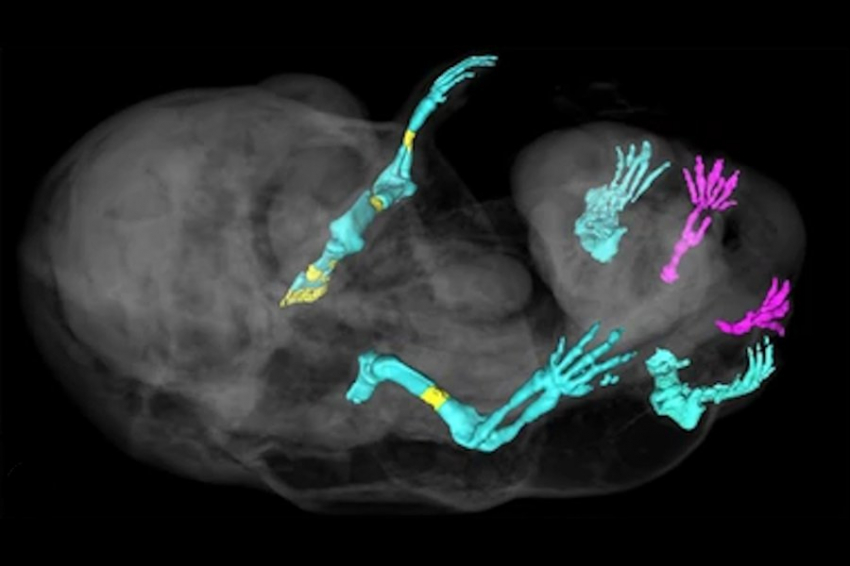 Ученые создали шестиногую мышь с отсутствующими наружными гениталиями