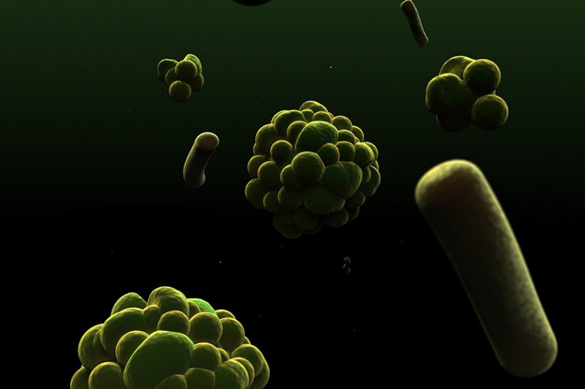 Исследователи оживили 60-летние спящие клетки водорослей