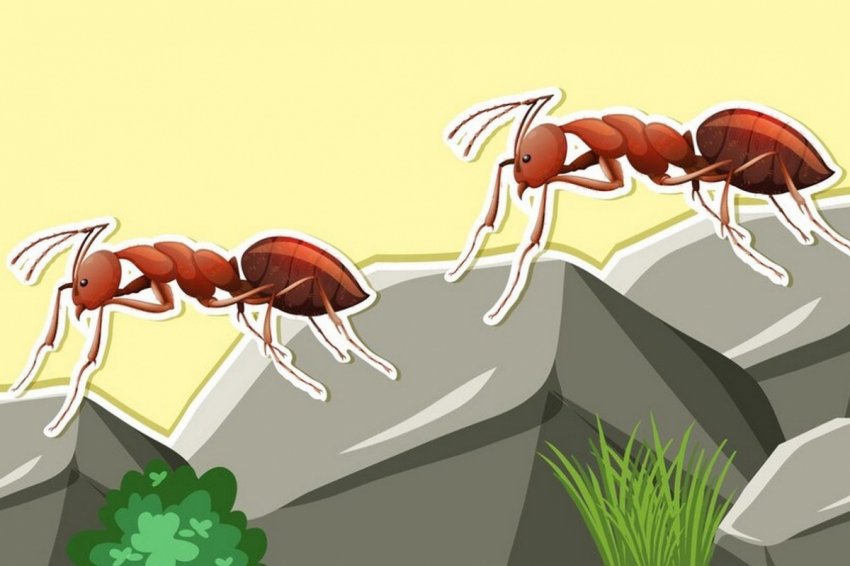 Муравьи не подойдут и близко к яблоне: вот чем нужно обработать дерево от вредителей