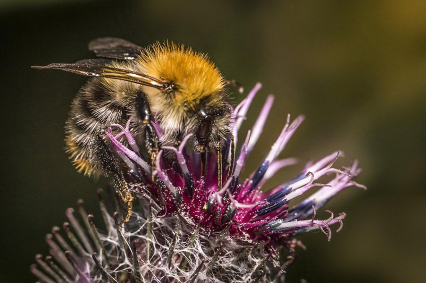 Спящие шмели могут выжить под водой неделю