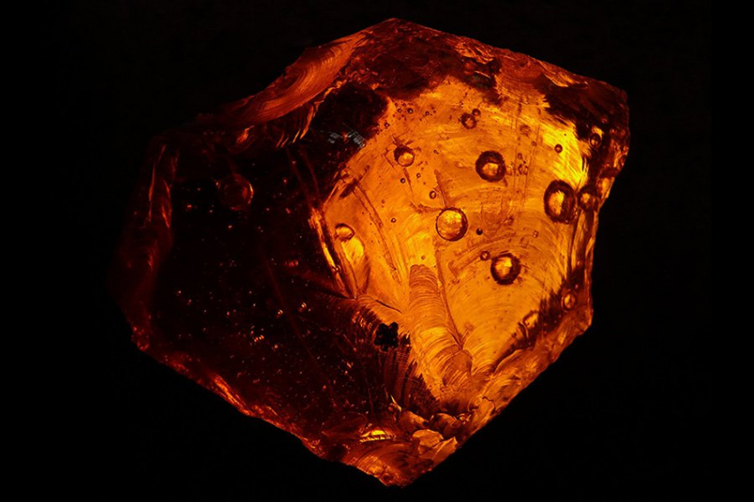 Ученые обнаружили в янтаре клопа возрастом 99 миллионов лет 