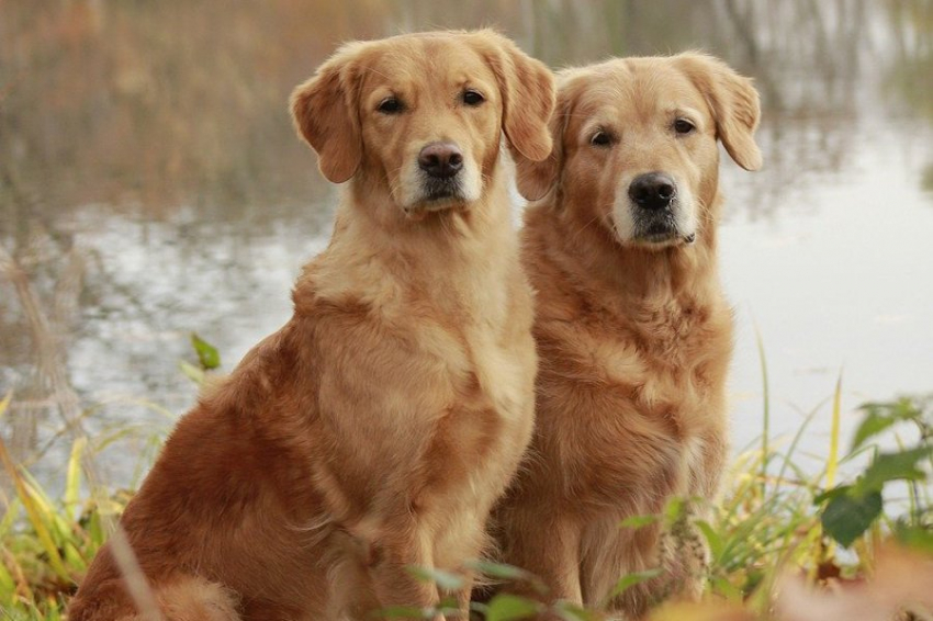 Ветеринары рассказали о распространенности рака среди собак разных пород