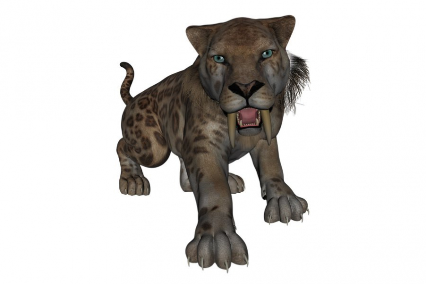 ААА: смилодоны могли иметь двойные клыки