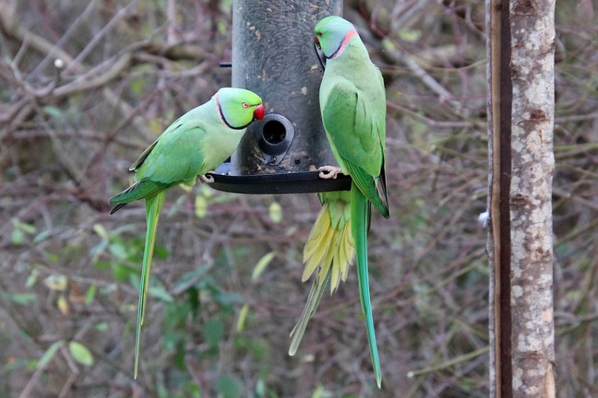 Учёные зафиксировали случаи усыновления и детоубийства среди попугаев