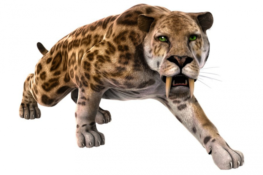 Исследование развития саблезубых тигров дало неожиданные результаты