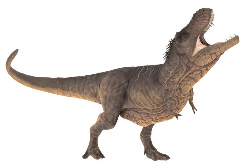 The Anatomical Record: динозавры были глупее обезьян