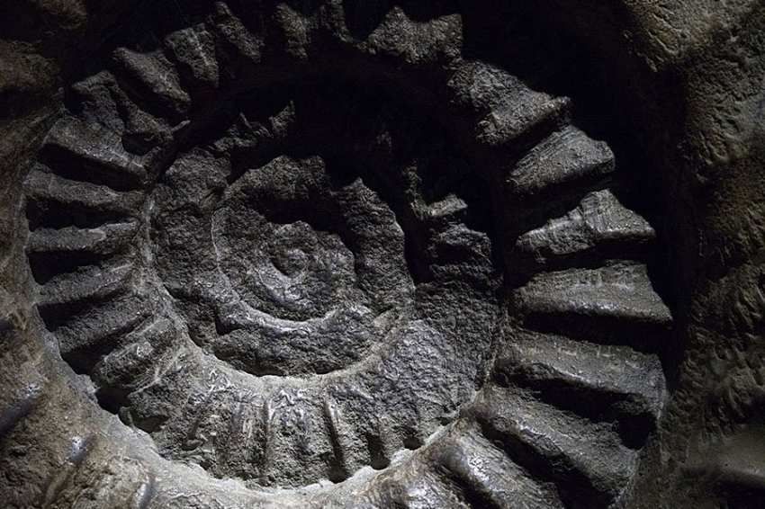 В Аргентине обнаружены новые окаменелости похожих на наутилуса моллюсков