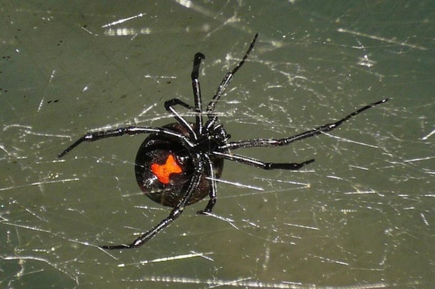 Синтезировано человеческое антитело для борьбы с ядом чёрной вдовы