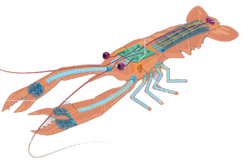 Nature: съедобные роботы — будущее нашего стола