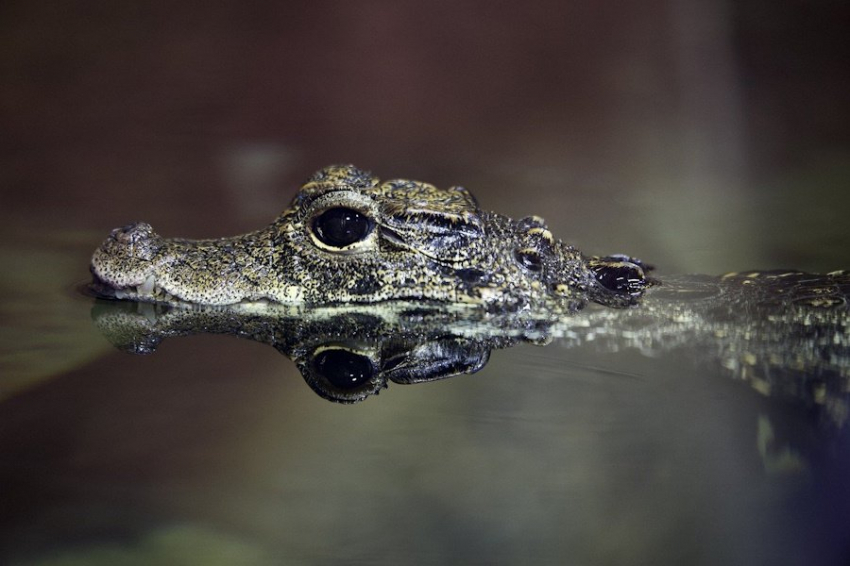 Останки "говорящего" древнего крокодила нашли в Бразилии