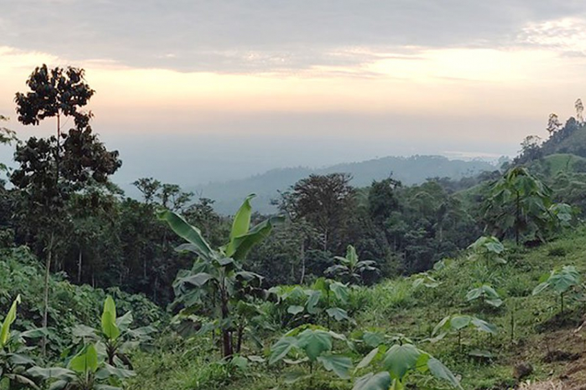 Спустя десятилетия после вырубки ученые обнаружили в Андах новые виды растений