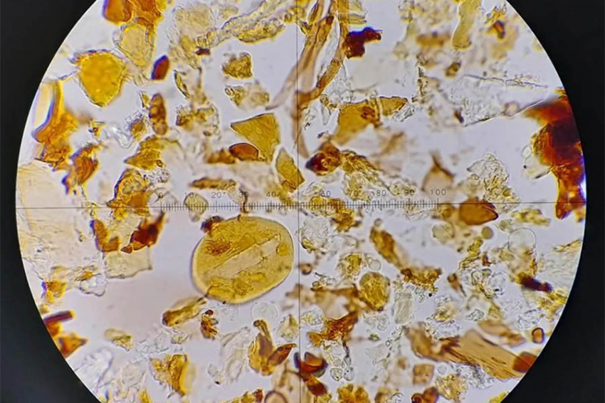 Новый метод машинного обучения делает переворот в исследовании микрокаменелостей
