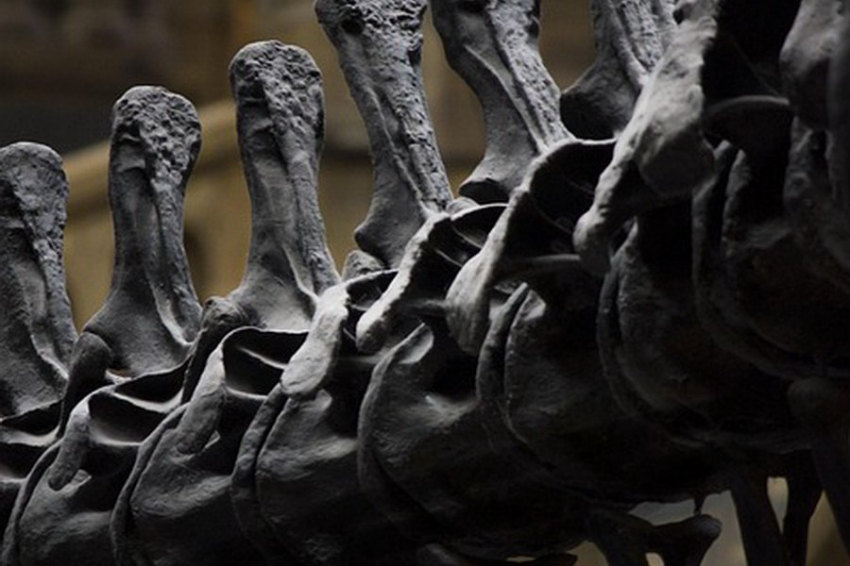 В Бразилии найдены окаменелости древнего динозавра