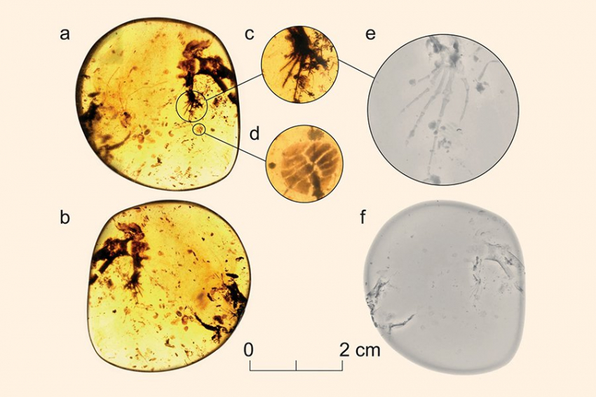 В бирманском янтаре возрастом 99 миллионов лет обнаружили старейшую ящерицу