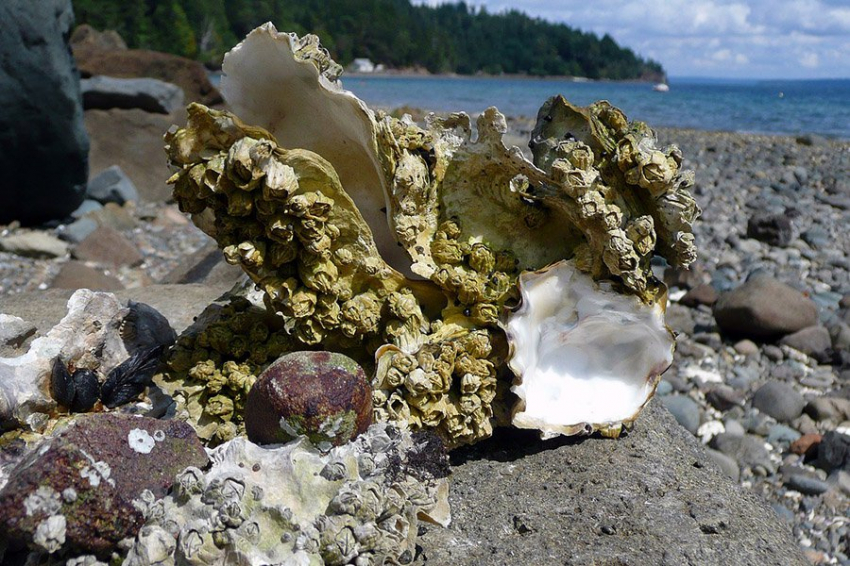 Исследования показывают, что океан становится слишком шумным для устриц