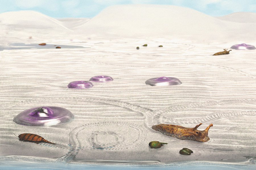 Первые животные на суше появились в теплых приливных бассейнах 500 млн лет назад