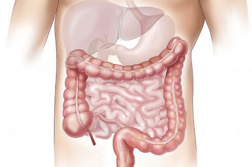 Ученые из Бразилии обнаружили защищающие кишечник молекулы