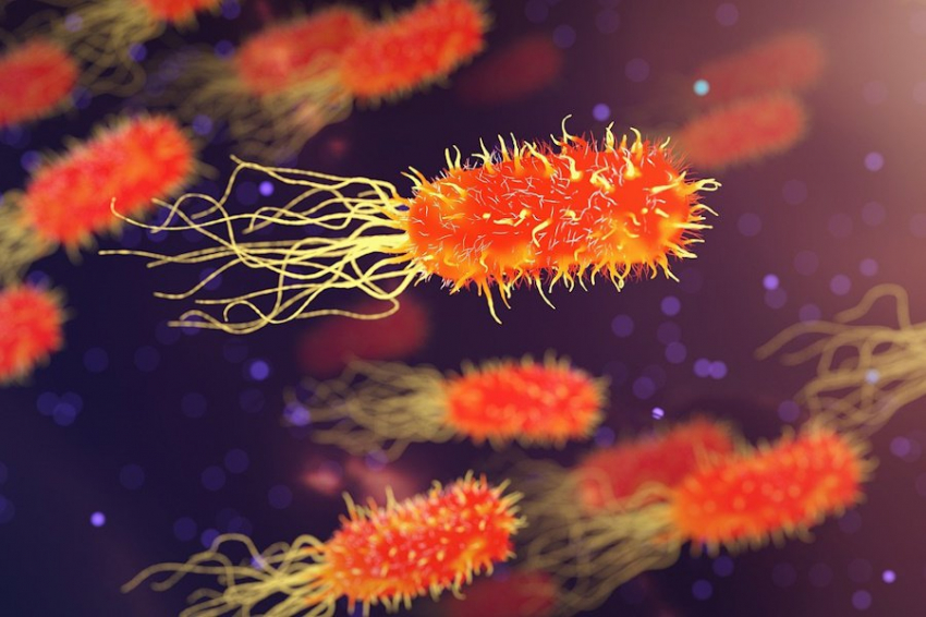 Science: бактерии могут создавать временные гены для защиты от вирусов