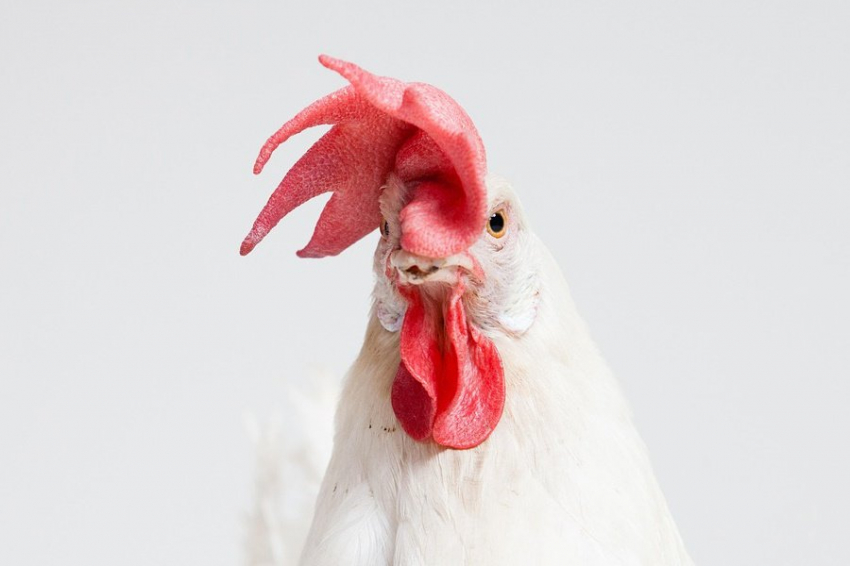 У кур и людей внешние проявления стресса и раздражения одинаковы