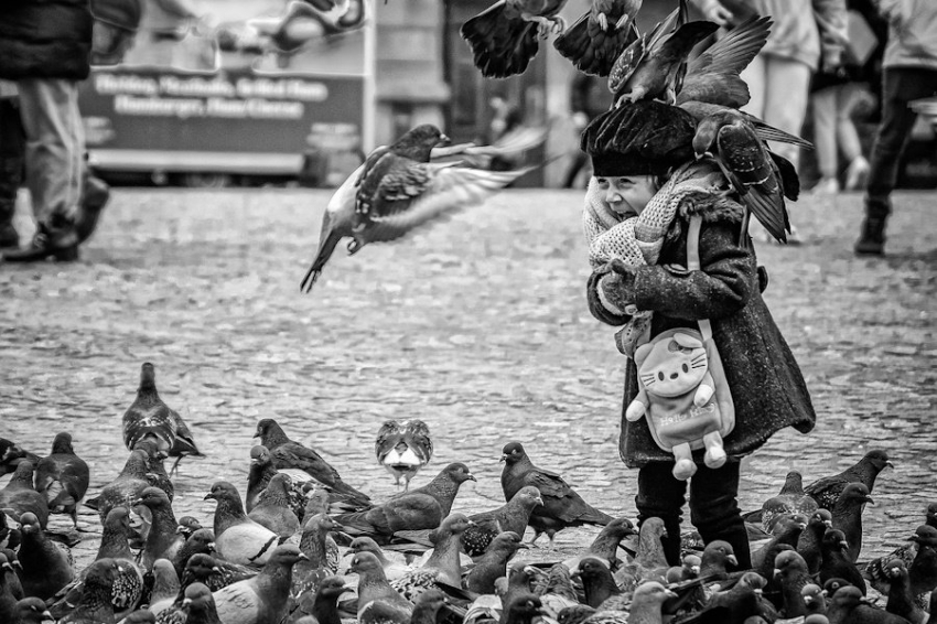 Городские птицы переносят устойчивые к антибиотикам бактерии