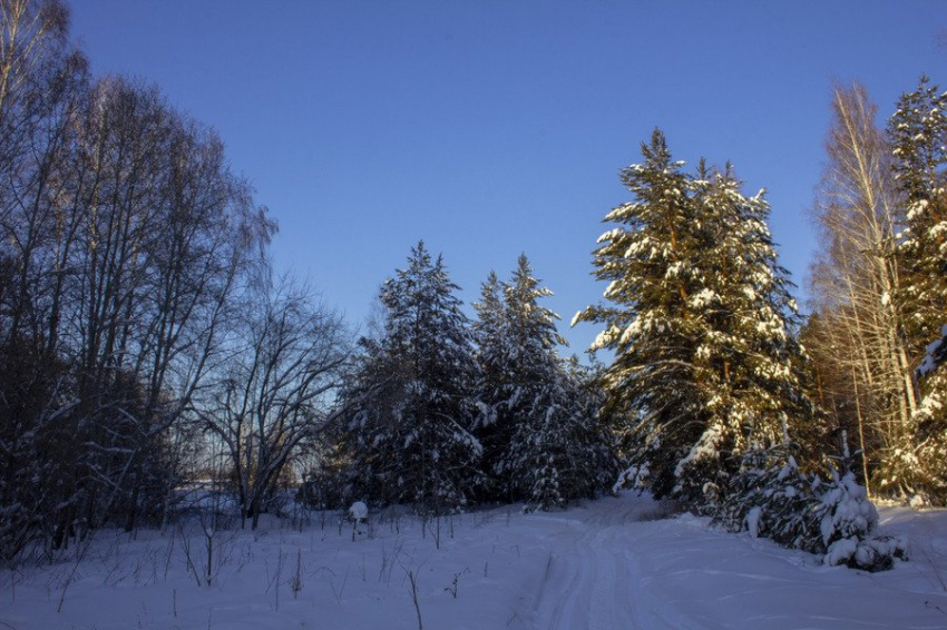Предложен более дешевый и экологичный способ производства целлюлозы