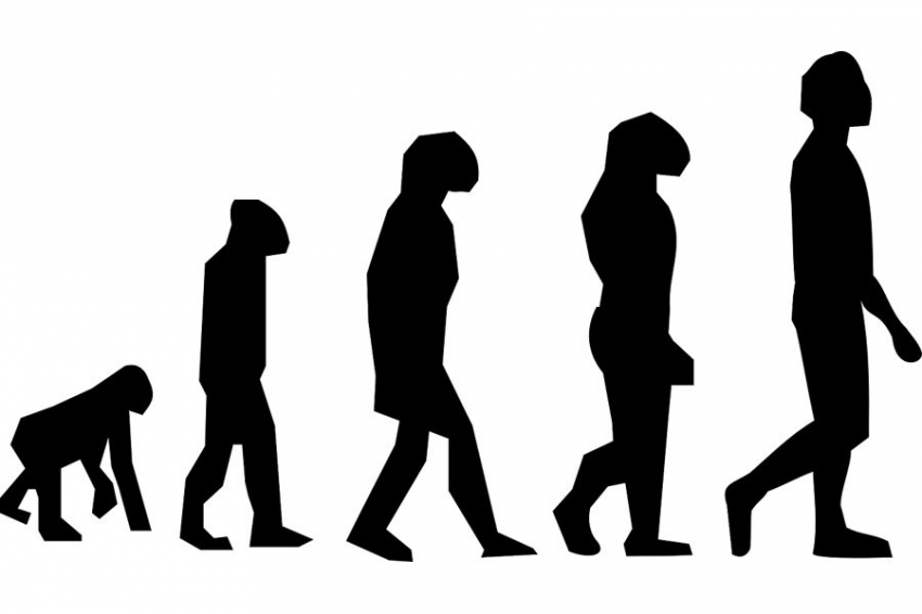 Новая точка зрения на эволюцию человека