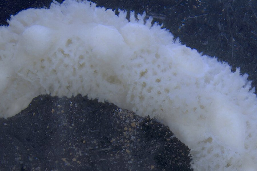 Найдены новые морские виды, «спрятанные» на виду