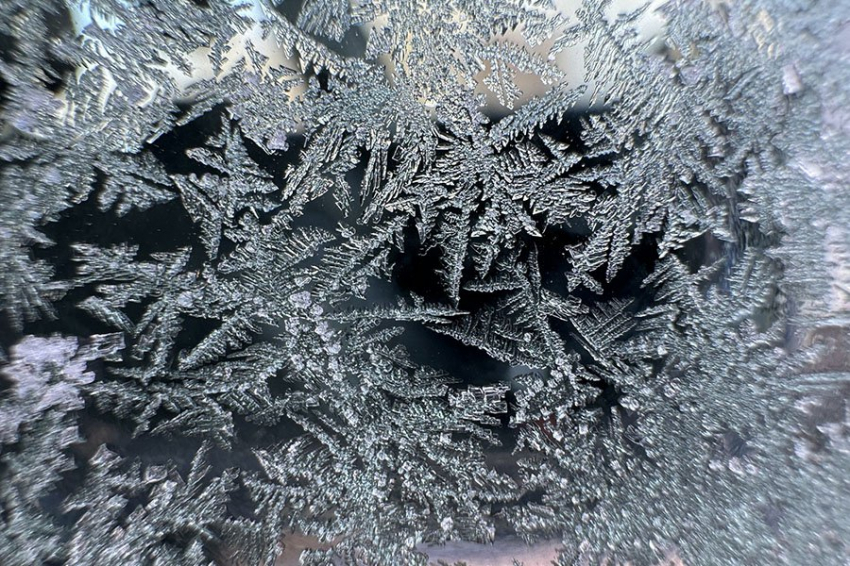 Цианобактерии предвидят холодную погоду и укрепляют свои мембраны для защиты