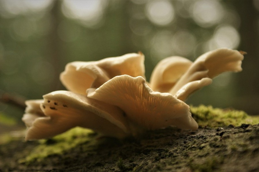 Ученые из США и Италии научили грибы управлять движущимися устройствами