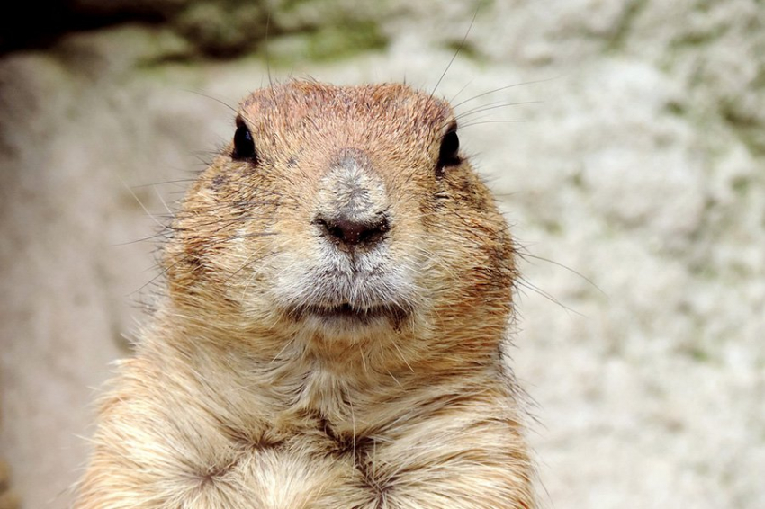 Трудности в раннем возрасте влияют на продолжительность жизни даже у сурков