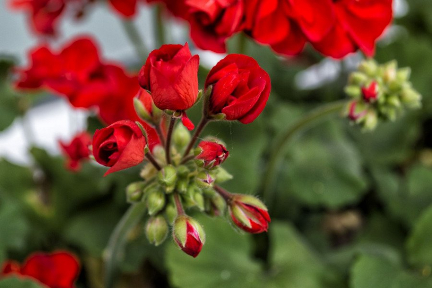 Ученые озвучили опасные растения, которые нельзя держать в спальне