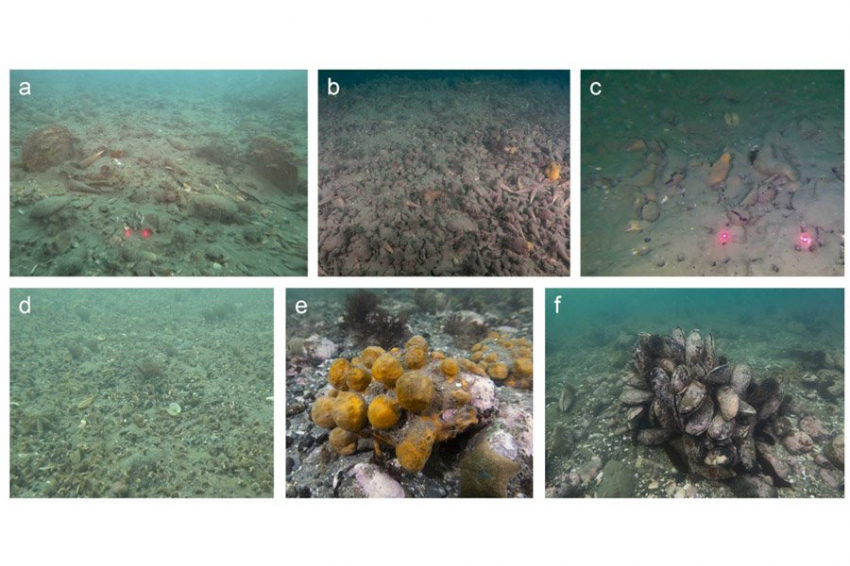 Удивительные морские «леса» обнаружены у побережья Новой Зеландии