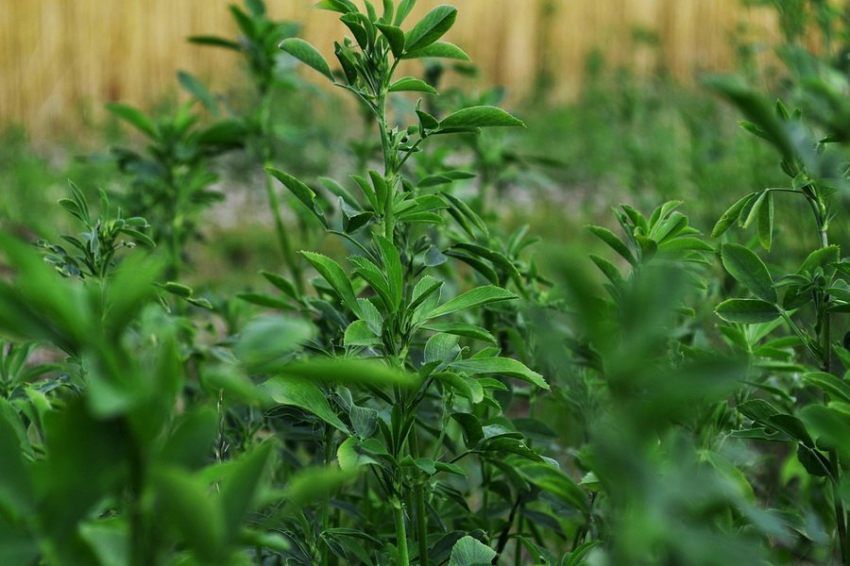 Российские ученые нашли источники лекарственных соединений в обычных растениях