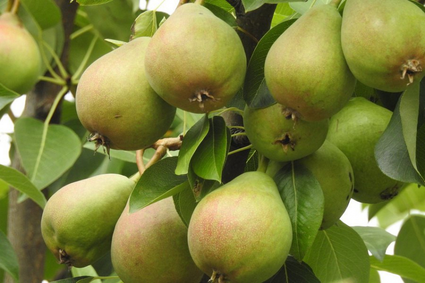 Под куполом будущего: бельгийские ученые исследуют влияние климата на груши