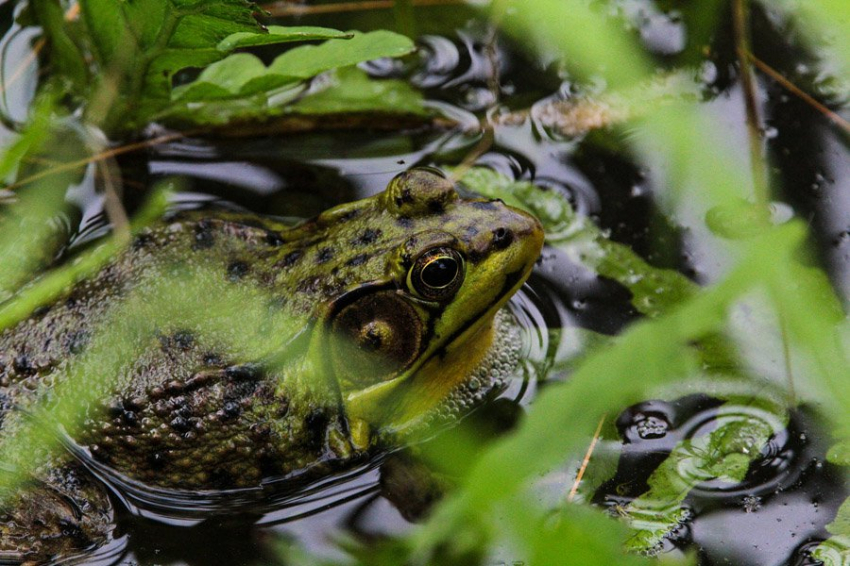 На Мадагаскаре обнаружено сразу семь новых видов лягушек