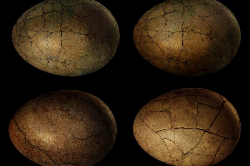 Миниатюрное чудо: в Китае найдено самое маленькое яйцо динозавров