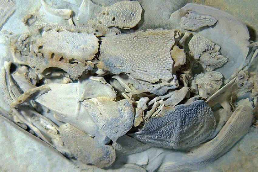 Биологи обнаружили новый ископаемый вид доисторической рыбы