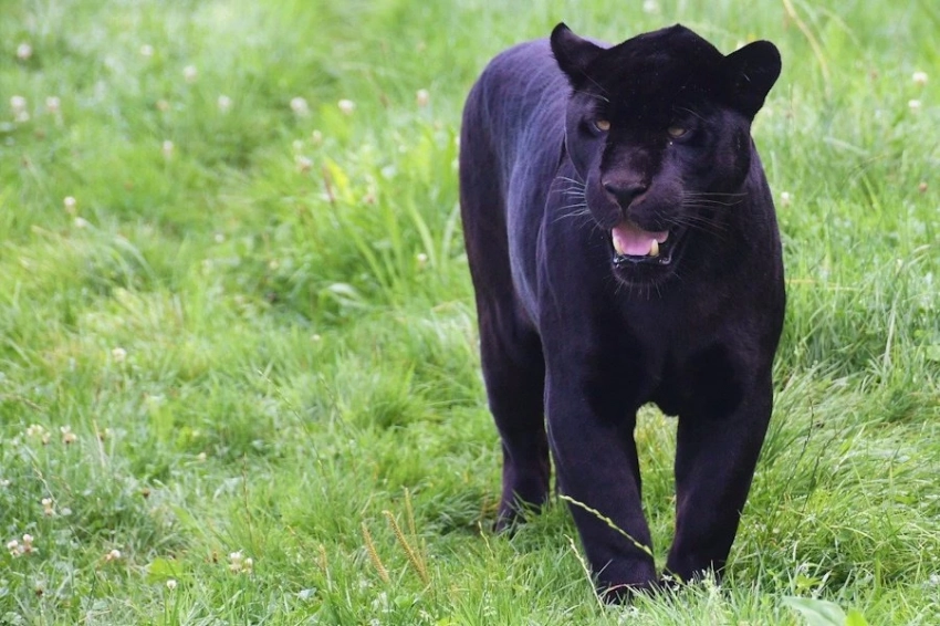 Британские пантеры существуют: обнаружено ДНК крупной кошки