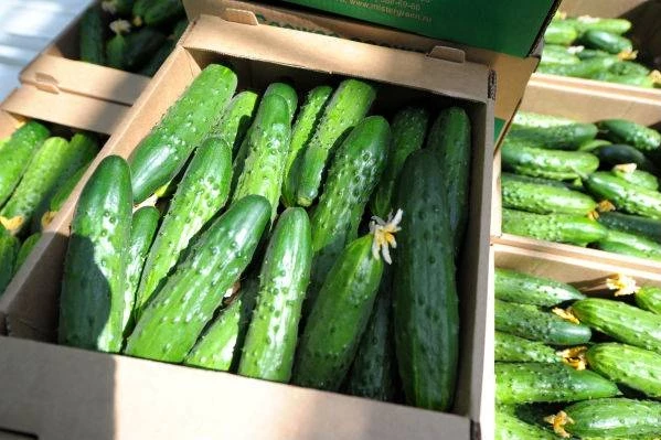 Золотые, а не зеленые! Почему так подорожали свежие огурцы в РФ?