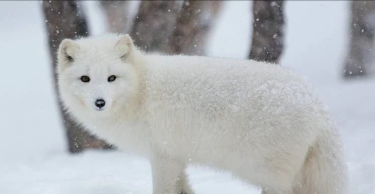 Агафий полухлебник или Агафьев день празднуют в России 5 февраля 2025 года, приметы и обычаи